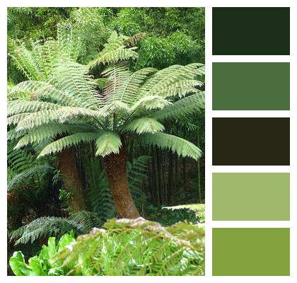 Tree Fern Plant Fern Image